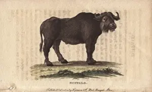 Naturalist Pocket Magazine Stampe: Buffalo, Bos bubalus