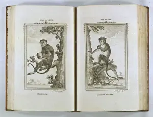18th Century Prints Stampe: Buffon / Monkeys