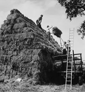 Farming In Britain Stampe: Building a Haystack