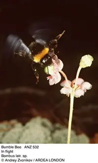 Insect Photography UK Stampe: BUMBLEBEE - In flight
