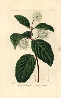 Pancrace Bessa Stampe: Buttonbush, Cephalanthus occidentalis, nativo.