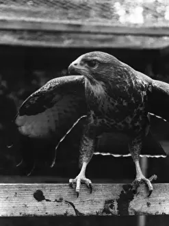 Vintage Bird Images Stampe: BUZZARD