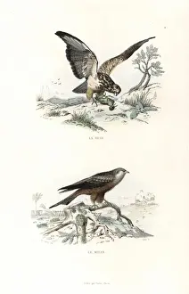 Bird Of Prey Illustrations Stampe: Buzzard and red kite