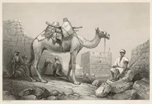 Camel Photography Stampe: Camel (Bartlett)