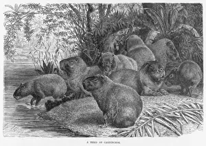 Caviidae Stampe: CAPYBARAS