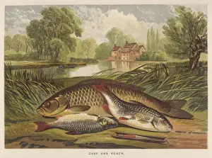 Fish Illustration Art Stampe: A Carp and a Roach
