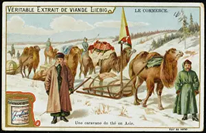 Caravan Stampe: Portare tè con cammello