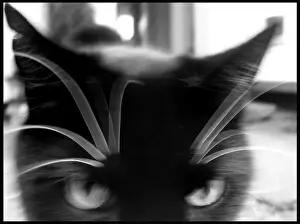 Domestic Cats Stampe: Cat close up