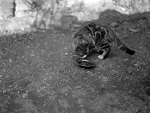 Historical Animal Prints Online Stampe: A Cat Drinking