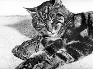 Retro Animal Images Stampe: Cat and Frog