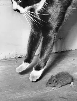 Funny Pet Pictures Stampe: Cat and mouse