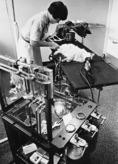 Veterinary Care For Cats Stampe: Cat on Operating Table