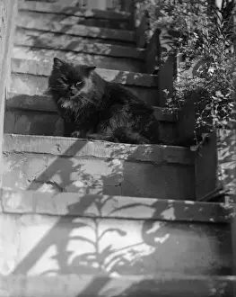 Historical Animal Prints Online Stampe: Cat on the Steps
