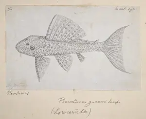 Barbagianni Stampe: Catfish