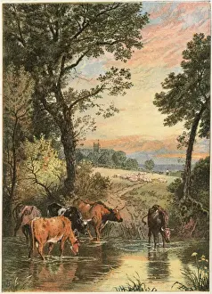 Village Scenery Stampe: Cattle in Stream