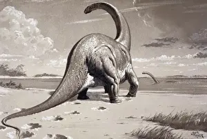 Prehistoric England Stampe: Cetiosaurus