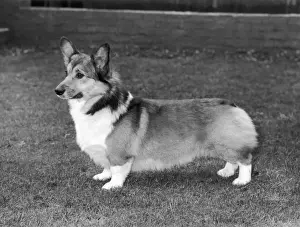 Historical Dogs Stampe: CH Evancoyd Audacious