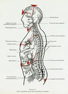 Immagini Correlate Stampe: I sistemi nervosi e i chakra