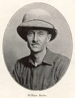 Stampe di Charles William Beebe americano biologo e esploratore Charles Williams Stampe: Carlo Bebbi