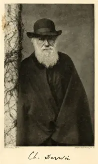 Charles Darwin Stampe: Colonna di Charles Darwin