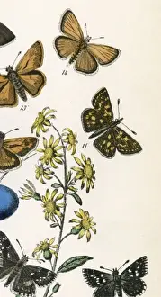 Stampe di IL PESCATORE A STRIPA (numero 11) Data: 1889 Skipper A Scacchi Stampe: Chequered Skipper 2