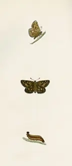 Stampe di Papilio demoleus Data: 1845 Skipper A Scacchi Stampe: Pettine di Coda a Scacchi