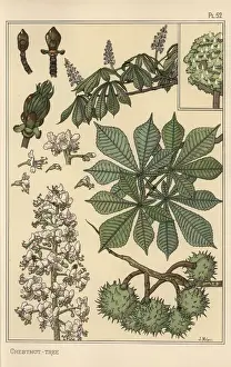 Pochoir Handcoloring Technique Stampe: Chestnut tree botanical study