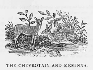 Bewick Prints Stampe: Chevrotain (Bewick)