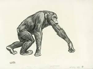 Scimpanzé Stampe: Chimpanzee