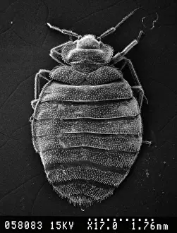 Stampe di Immagine del microscopio elettronegativo di un cimice da letto (x 17). I parti orali per succhiare consentono ai cimici da letto di perforare i tessuti dei loro ospiti e sifonare una pasto di sangue Cimice Dei Letti Stampe: Cimex lectularius, cuscino di letto