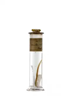 Natural History Museum Collection Stampe: Clinus crinitus