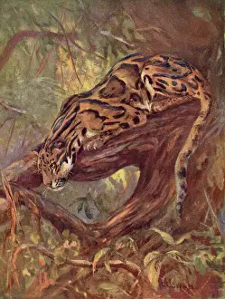 Stampe di Un gatto leopardo incappucciato su un albero. (Neofelis nebulosa) Leopardo Stampe: Gatto leopardo nubioso