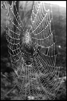 Natural Background Images Stampe: Cobweb
