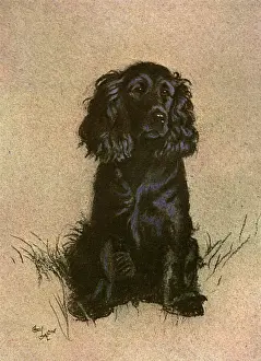 Gundog Stampe: Cacciaore cingalese