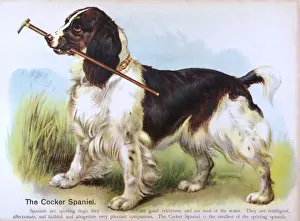Vintage Dog Breeds Stampe: Cocker Spaniel (Anon)