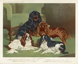 Stampe di Quattro spaniel King Charles, uno di ogni colore: 1. Blenheim 2. Nero e tano 3.Rubino 4.Tricolore Re Carlo Stampe: Quattro colori insieme