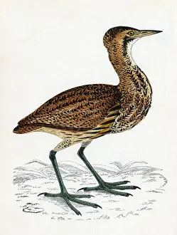 Stampe di BITTERN COMUNE (Botaurus stellaris) Preferisce le zone umide con canneti e paludi. Data: 1851 Immagini Correlate Stampe: I Bitteri comuni