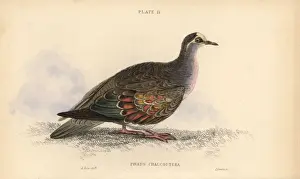 Historical Bird Prints Online Stampe: Common bronzewing, Phaps chalcoptera