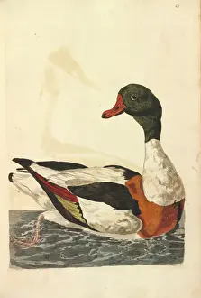 Stampe di Rappresentazione di una Sferrazzarola comune opera di Peter Pallou Volpoca Comune Stampe: Ossello comune