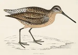 Victorian Era Bird Prints Stampe: Common Snipe (Morris)