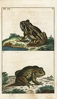 Gottlieb Tobias Wilhelm Prints Stampe: Common toad, Bufo bufo