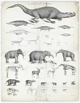Le dimensioni comparative degli animali estinti.