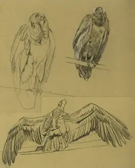 Raymond Sheppard Art Stampe: Condors