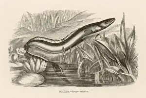 Conger Eel Stampe: CONGER EEL