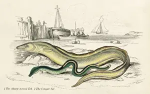 Conger Eel Stampe: Conger Eel & Sharp Nosed