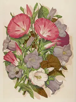 Stampe di Convolvulus rosa e Campanula azzurra e bianca, rappresentata con api Opere D'arte Di Nature Morte Stampe: Convolvele e Cia Bell