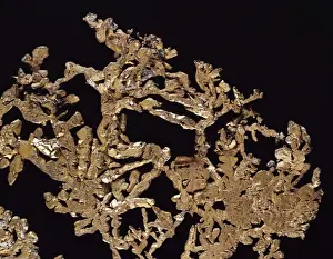 Natural History Museum Specimens Stampe: Copper