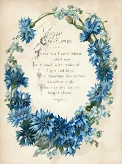 Blue Cornflower Stampe: Cornflower