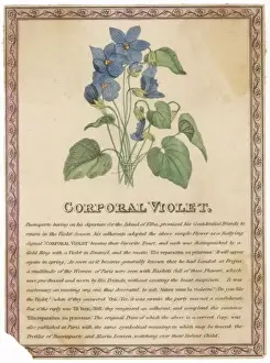 Historical Royal Portraits Online Stampe: Corporal Violet