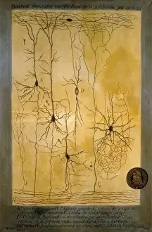 Schema del materiale grigio corticale di Santiago Ramón y Cajal